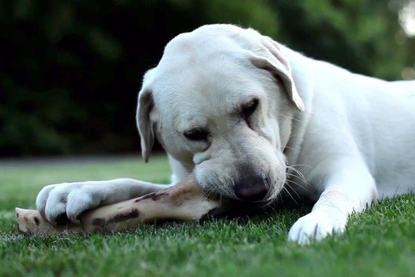 фото с сайта: holidogtimes.com
