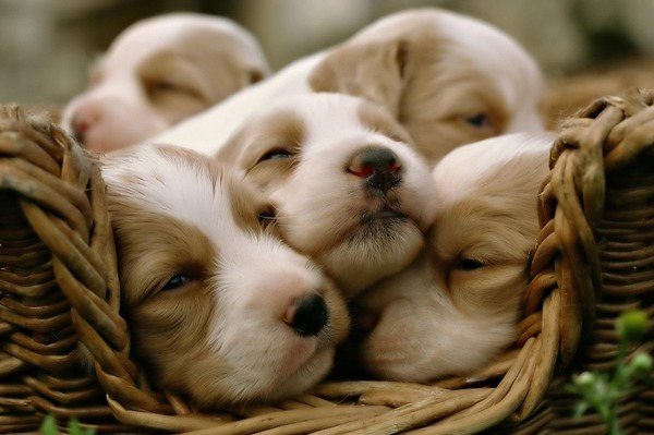 фото с сайта: RANDRS.ru