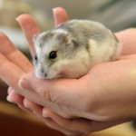 Фото - сколько живут хомяки в домашних условиях