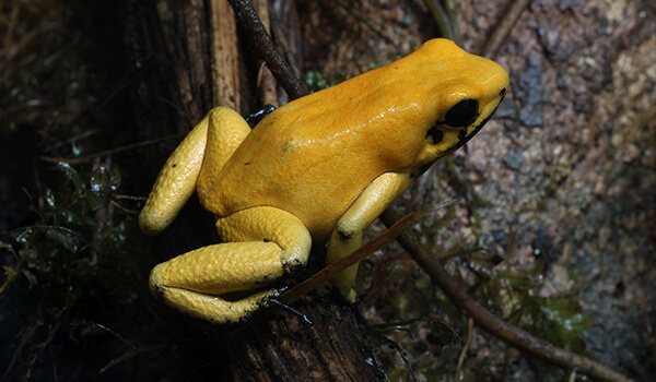 Фото: Ужасный листолаз из Красной книги