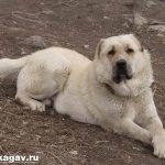 Гампр-армянский-волкодав-собака-Описание-особенности-уход-и-цена-гампра-8
