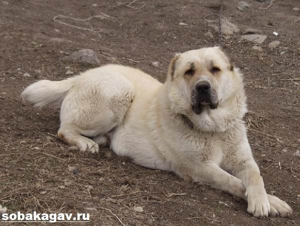 Гампр-армянский-волкодав-собака-Описание-особенности-уход-и-цена-гампра-8