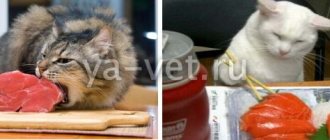 гастрит у кошек симптомы лечение