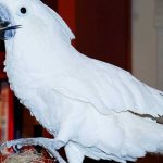 где живет какаду