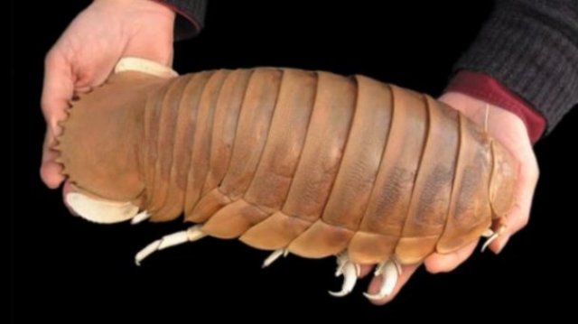 Гигантская изопода (Bathynomus giganteus)