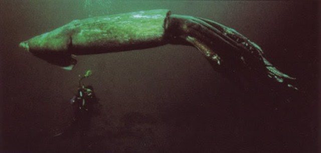 Гигантский кальмар (Architeuthis dux)