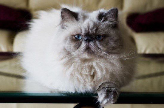 Гималайская кошка