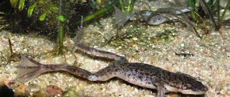 Гименохирус (лат.Hymenochirus boettgeri) фото 1