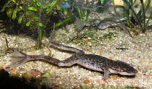 Гименохирус (лат.Hymenochirus boettgeri) фото 1