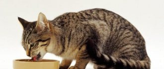Гипоаллергенные корма для кошек читайте статью