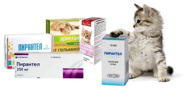 Глистогонить кошек надо каждые три-четыре месяца