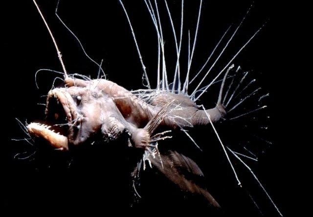 Глубоководный удильщик (Lophius piscatorius)
