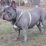 голубой французский бульдог