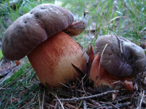 Гриб дубовик съедобный или нет. Поддубник (Boletus lur /