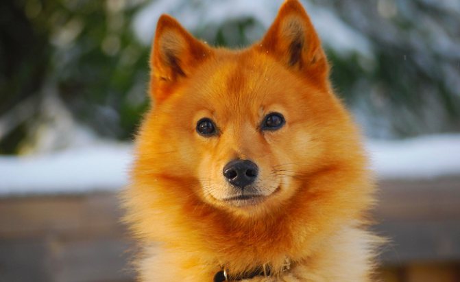 Характер собаки