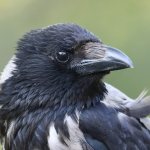 Характерные отличия
