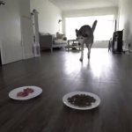 Хаски выбирает сырое мясо