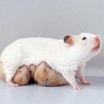 хомяк и маленькие хомячки