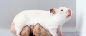 хомяк и маленькие хомячки