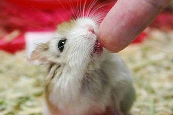 Хомяк укусил ребенка до крови