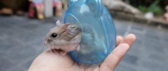 Хомяки издают различные звуки
