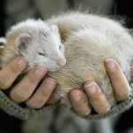 Хорек в домашних условиях - нюансы содержания маленького хищника