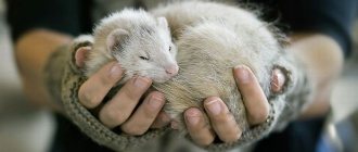 Хорек в домашних условиях - нюансы содержания маленького хищника
