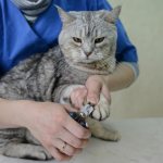 Хозяевам домашних кошек необходимо ввести обязательное подстригание когтей