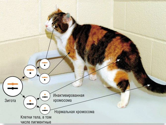 хромосомы кошки черепахового окраса