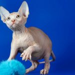 Игривый котенок сфинкс