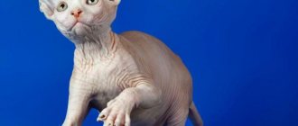 Игривый котенок сфинкс