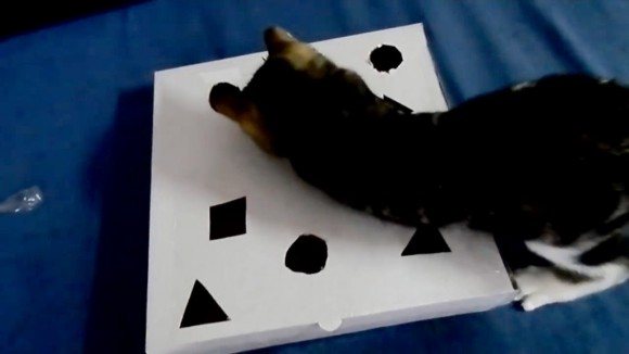 Интерактивная игрушка «коробочка с секретом»