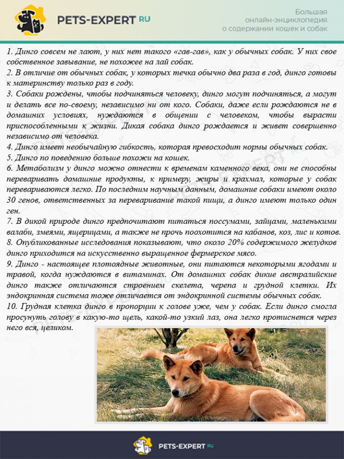 Интересные факты о диких собаках динго