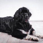 из-за чего бывает заворот кишок у собаки