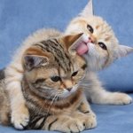 Изменение поведения во время течки