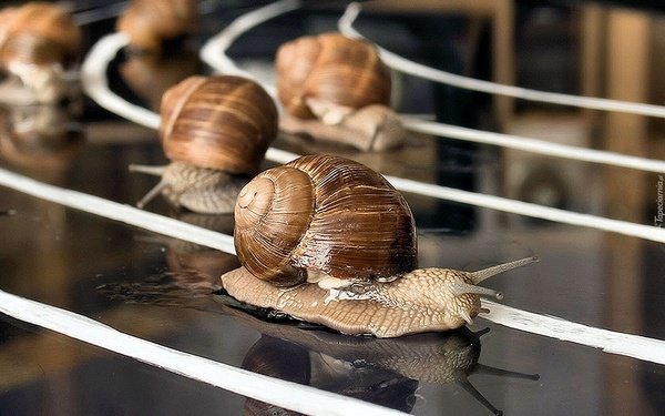 К чему снятся улитки: положительные и негативные аспекты