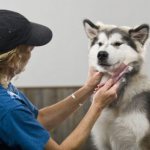 как бороться с выпадением шерсти у собаки