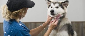 как бороться с выпадением шерсти у собаки