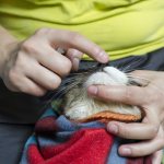 Как давать «Энтерофурил» коту