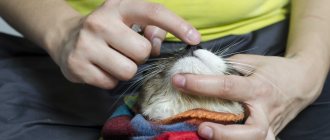 Как давать «Энтерофурил» коту
