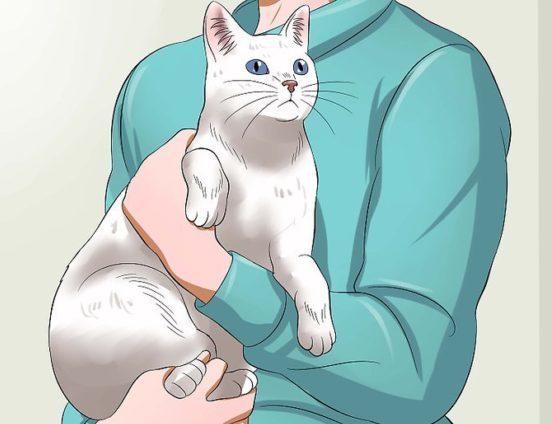 Как держать кота