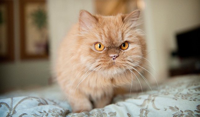как должна вести себя кошка после вязки