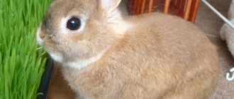 Как и все домашние питомцы, кролики требуют правильного содержания