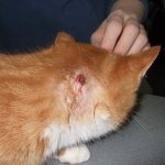 Как идентифицировать абсцесс у кота