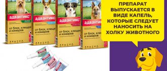 Как использовать капли Адвантикс от блох и клещей у собак и щенков