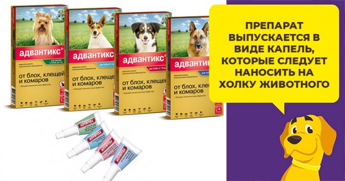 Как использовать капли Адвантикс от блох и клещей у собак и щенков