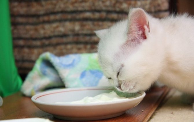 как кормить кота