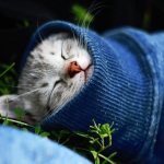 как лечить насморк у кошки