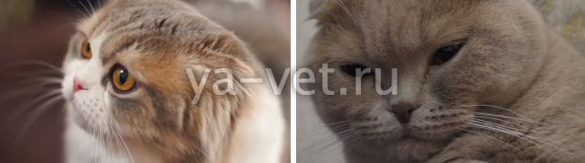 как лечить панлейкопению у котят