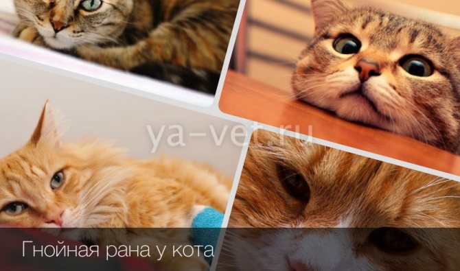 Как лечить раны у кошек